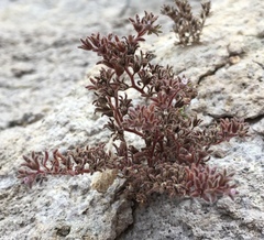 Stonecrop phacelia (Phacelia saxicola)