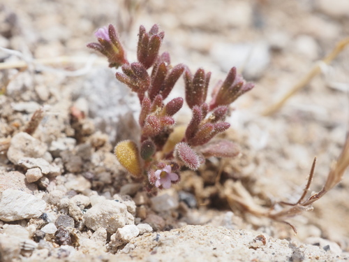 Stonecrop phacelia (Phacelia saxicola)