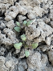 Debeque phacelia (Phacelia scopulina)