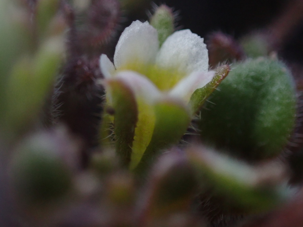 Debeque phacelia (Phacelia scopulina)