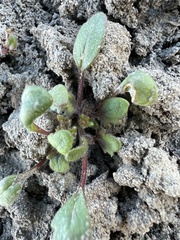 Debeque phacelia (Phacelia scopulina)