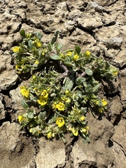 Debeque phacelia (Phacelia scopulina)