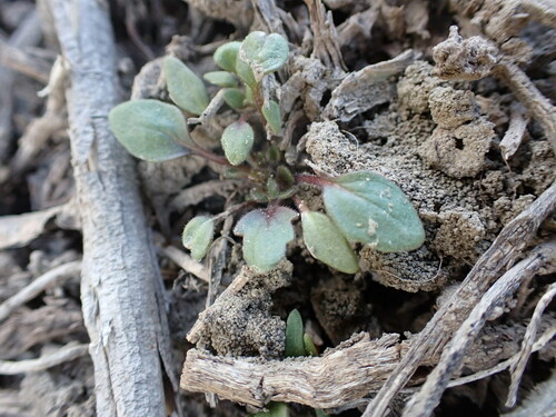 Debeque phacelia (Phacelia scopulina)