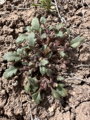 Debeque phacelia (Phacelia scopulina)