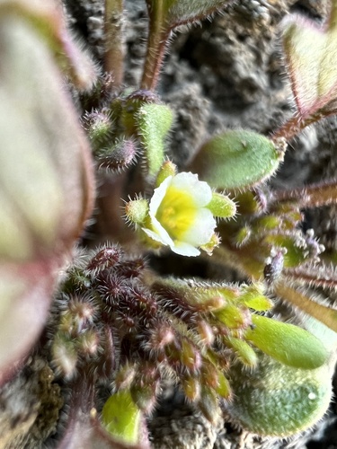 Debeque phacelia (Phacelia scopulina)