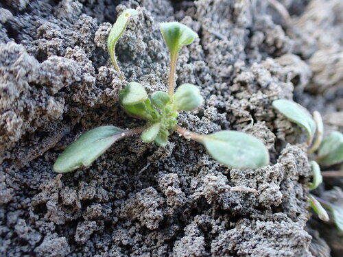 Debeque phacelia (Phacelia scopulina)
