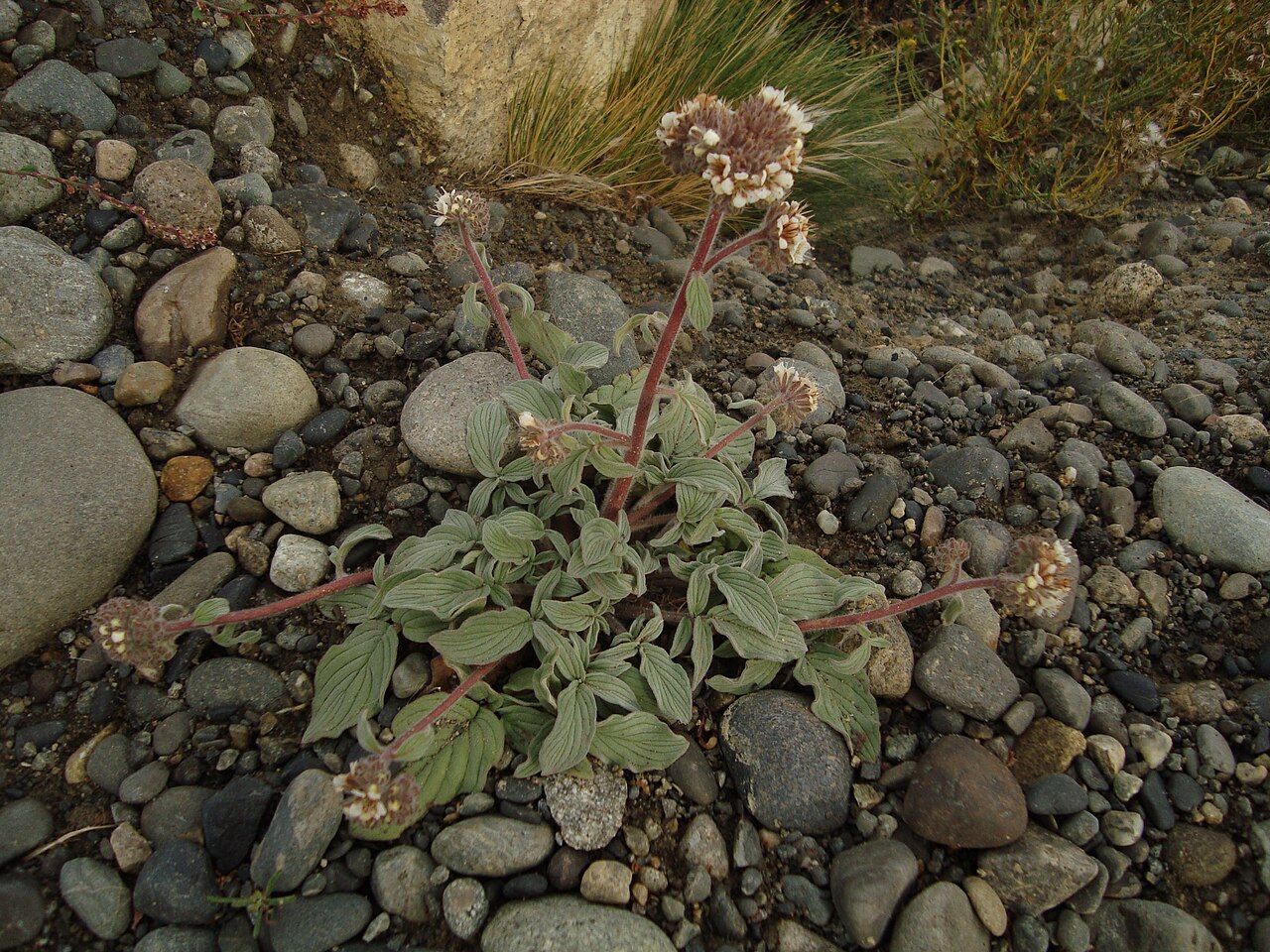 Kaweah river scorpion-weed: Yes, this really is Phacelia secunda J. F. Gmel. It looks and acts like a weed, growing mostly in the gravel on the side of roads, but according to my books it