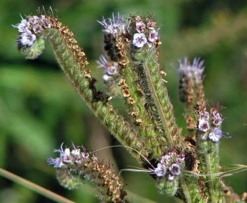 Phacelia setigera (Phacelia setigera)