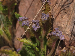 Phacelia setigera (Phacelia setigera)