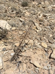 Phacelia sivinskii (Phacelia sivinskii)