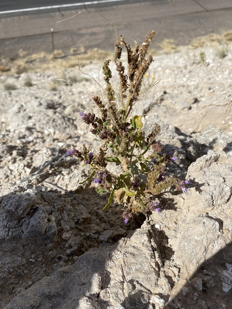 Phacelia sivinskii (Phacelia sivinskii)
