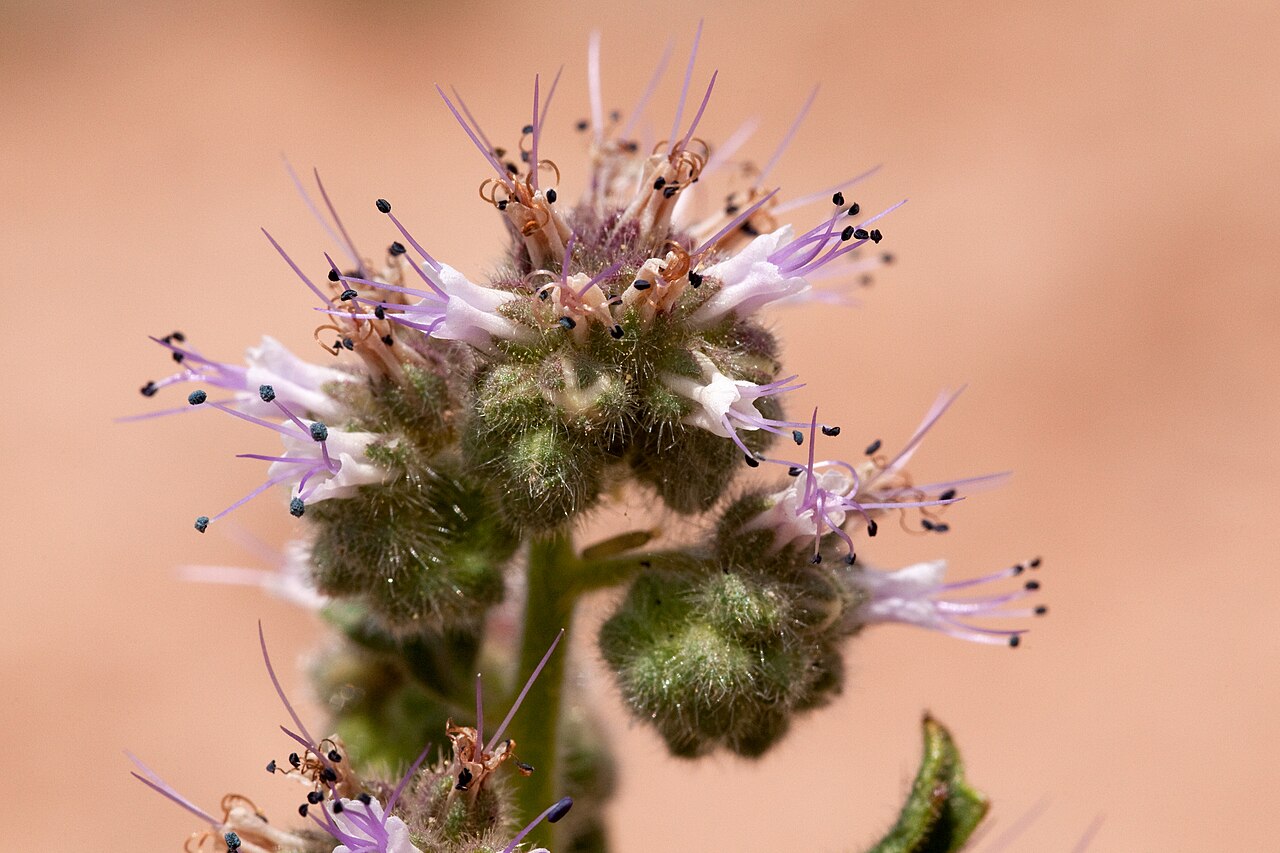 Phacelia sivinskii: Phacelia sivinskii (maybe), east side of the Caballo Mountains, 33.0076 -107.1591, Sierra County, New Mexico, 18 Aug 2013.
