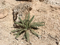 Phacelia sivinskii (Phacelia sivinskii)