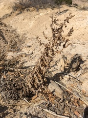 Phacelia sivinskii (Phacelia sivinskii)