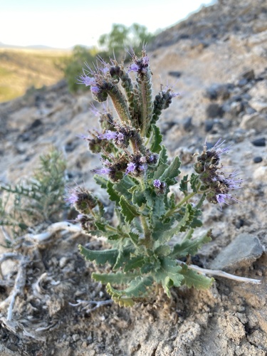 Phacelia sivinskii (Phacelia sivinskii)