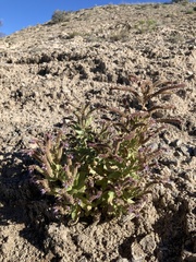 Phacelia sivinskii (Phacelia sivinskii)