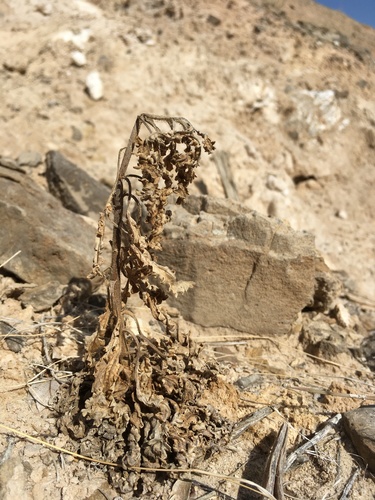 Phacelia sivinskii (Phacelia sivinskii)