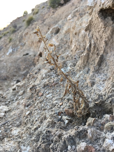 Phacelia sivinskii (Phacelia sivinskii)