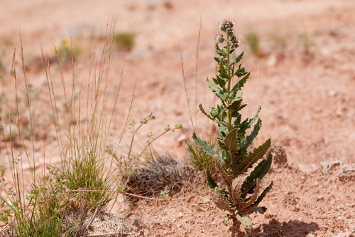 Phacelia sivinskii (Phacelia sivinskii)