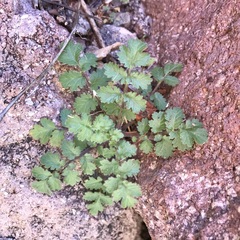 Phacelia sonoitensis (Phacelia sonoitensis)