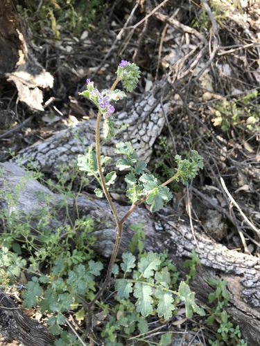 Phacelia sonoitensis (Phacelia sonoitensis)