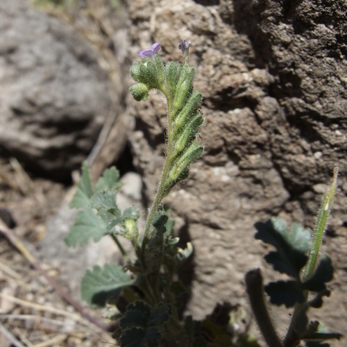 Phacelia sonoitensis (Phacelia sonoitensis)