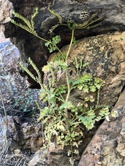 Phacelia sonoitensis (Phacelia sonoitensis)