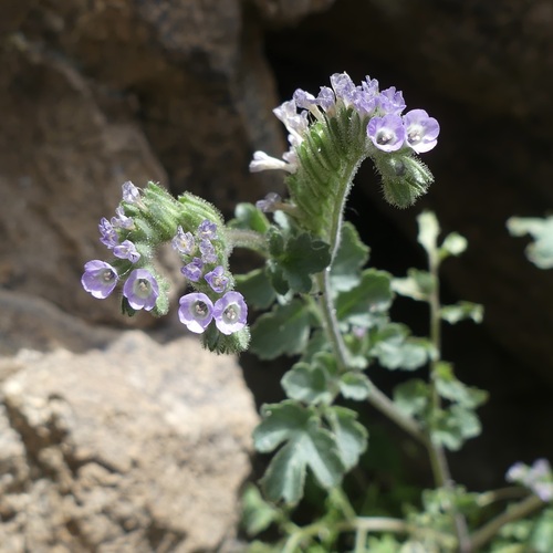 Phacelia sonoitensis (Phacelia sonoitensis)