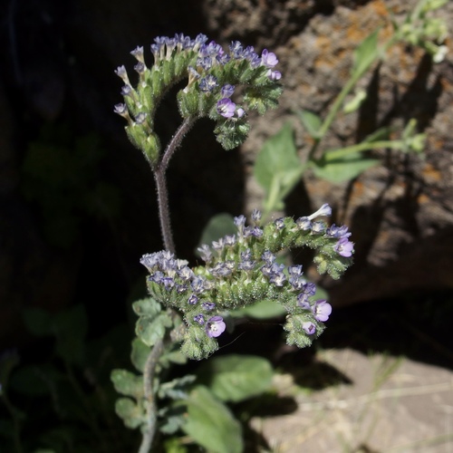Phacelia sonoitensis (Phacelia sonoitensis)