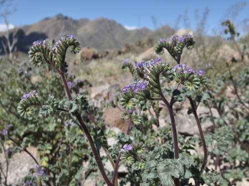 Phacelia sonoitensis (Phacelia sonoitensis)
