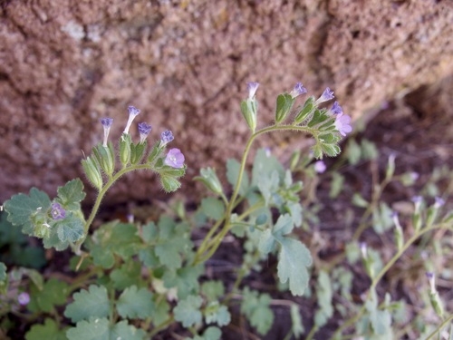 Phacelia sonoitensis (Phacelia sonoitensis)