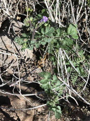 Phacelia sonoitensis (Phacelia sonoitensis)
