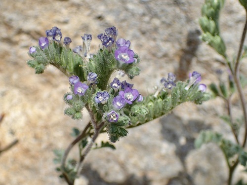 Phacelia sonoitensis (Phacelia sonoitensis)