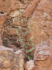 Phacelia sonoitensis (Phacelia sonoitensis)