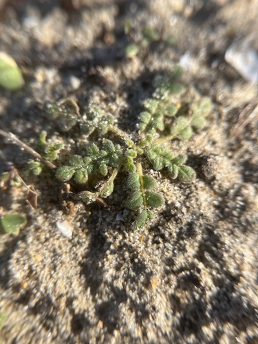 Star phacelia (Phacelia stellaris)