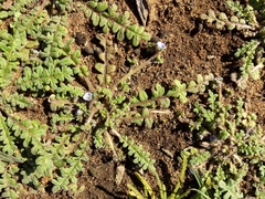 Star phacelia (Phacelia stellaris)