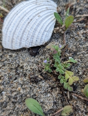Star phacelia (Phacelia stellaris)