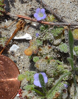 Star phacelia: Phacelia stellaris