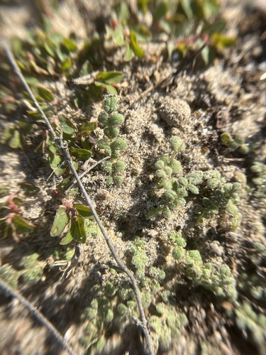 Star phacelia (Phacelia stellaris)