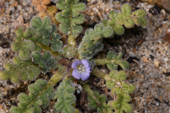 Star phacelia (Phacelia stellaris)