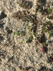 Star phacelia (Phacelia stellaris)