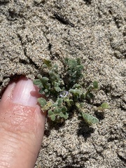 Star phacelia (Phacelia stellaris)