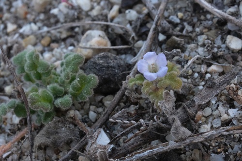 Star phacelia (Phacelia stellaris)