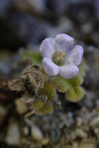 Star phacelia (Phacelia stellaris)