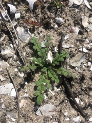 Star phacelia (Phacelia stellaris)