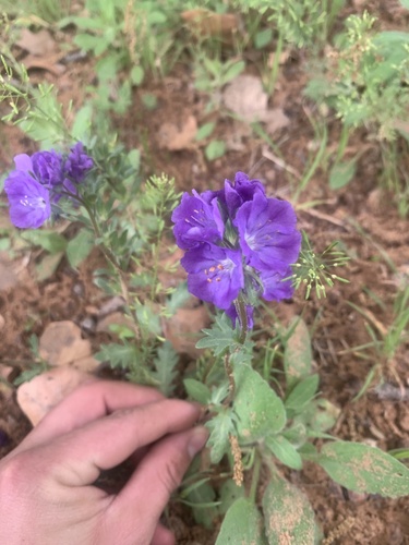 Prairie phacelia (Phacelia strictiflora)