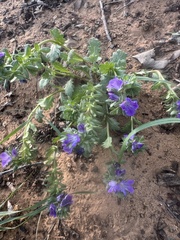 Prairie phacelia (Phacelia strictiflora)
