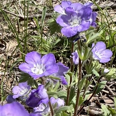 Prairie phacelia (Phacelia strictiflora)