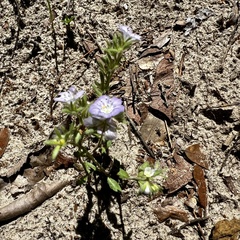 Prairie phacelia (Phacelia strictiflora)