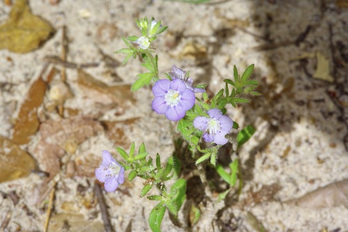 Prairie phacelia (Phacelia strictiflora)
